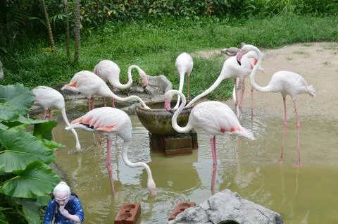 Flamingo Stock Photos