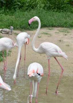 Flamingo Stock Photos