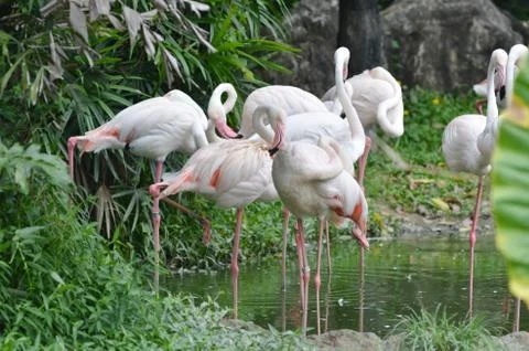 Flamingo Stock Photos