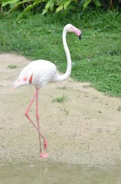 Flamingo Stock Photos
