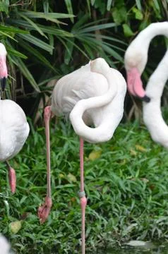 Flamingo Stock Photos