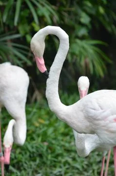 Flamingo Photos