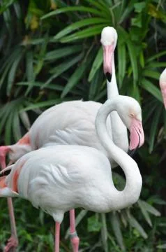 Flamingo Stock Photos