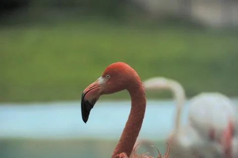 Flamingo Photos
