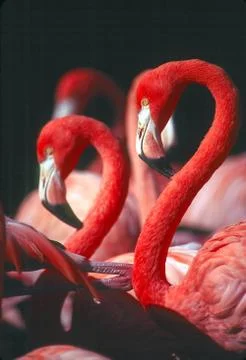 Flamingo Stock Photos