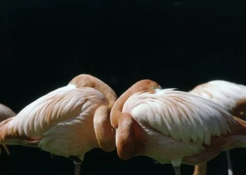 Flamingo Stock Photos