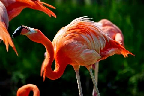 Flamingo Stock Photos