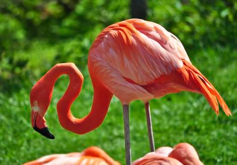 Flamingo Stock Photos
