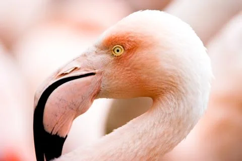 Flamingo Stock Photos