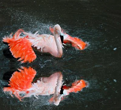 Flamingo 写真素材