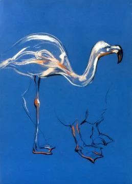 Flamingo 스톡 사진