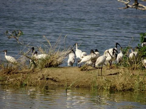 Flamingo 스톡 사진