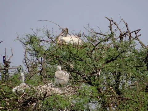 Flamingo Stock Photos