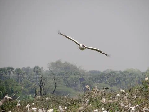 Flamingo 스톡 사진