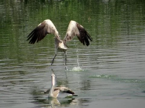 Flamingo Stock Photos