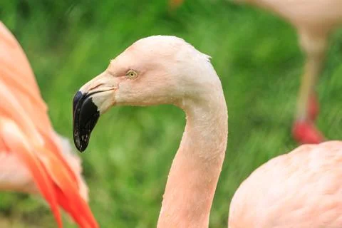 Flamingo Stock Photos