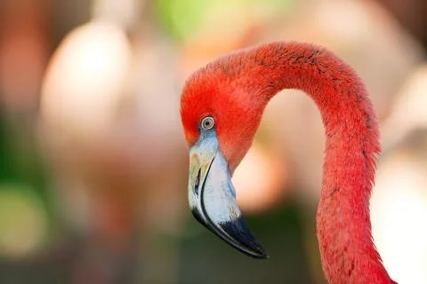 Flamingo Stock Photos