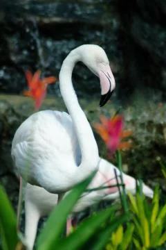 Flamingo Foto stock