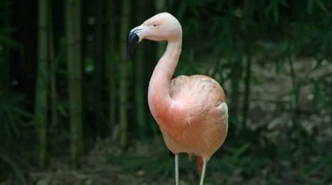 Flamingo Stock-Fotos