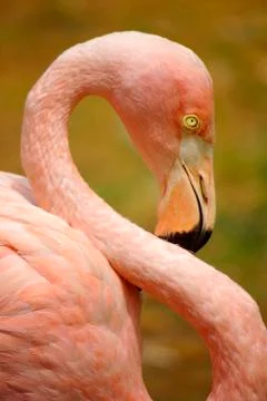 Flamingo Stock Photos