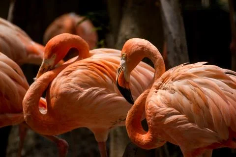 Flamingo Stock Photos