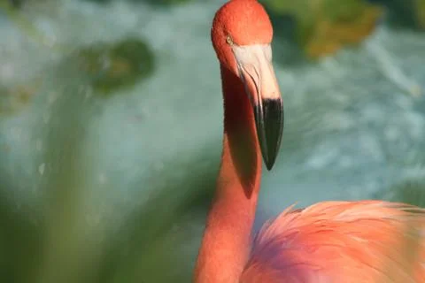 Flamingo Stock Photos