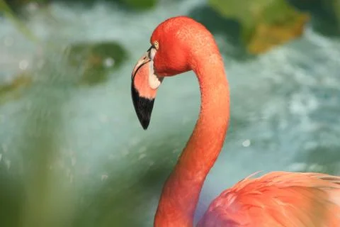 Flamingo Stock Photos