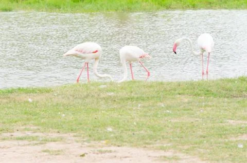 Flamingo Stock Photos