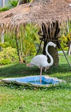 Flamingo Stock Photos