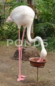 Flamingo Stock Photos