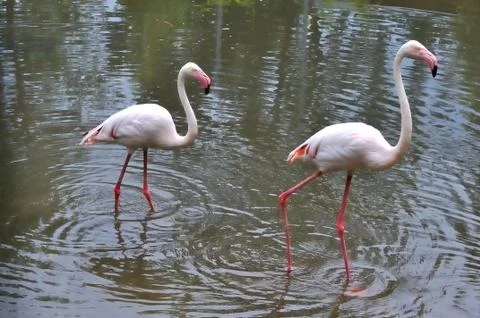 Flamingo Stock Photos