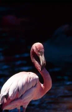 Flamingo Stock-Fotos