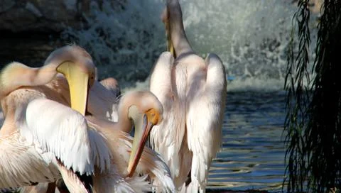 Flamingo Stock Photos