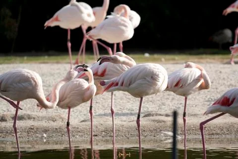 Flamingo Stock Photos
