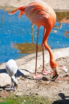 Flamingo Stock Photos