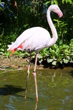 Flamingo Stock Photos