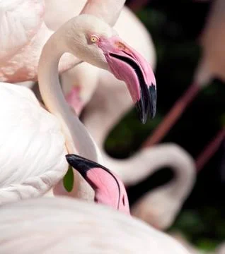 Flamingo Stock Photos