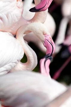 Flamingo Stock Photos