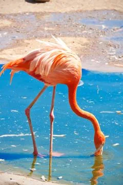 Flamingo Stock Photos