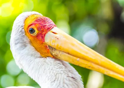 Flamingo Stock Photos