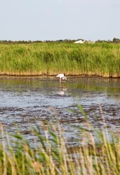 Flamingo Stock Photos