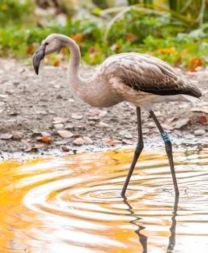 Flamingo Stock Photos