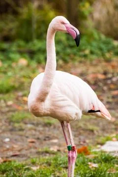 Flamingo Stock Photos