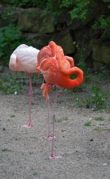 Flamingo Stock Photos