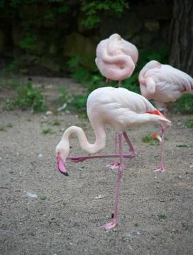Flamingo Stock Photos