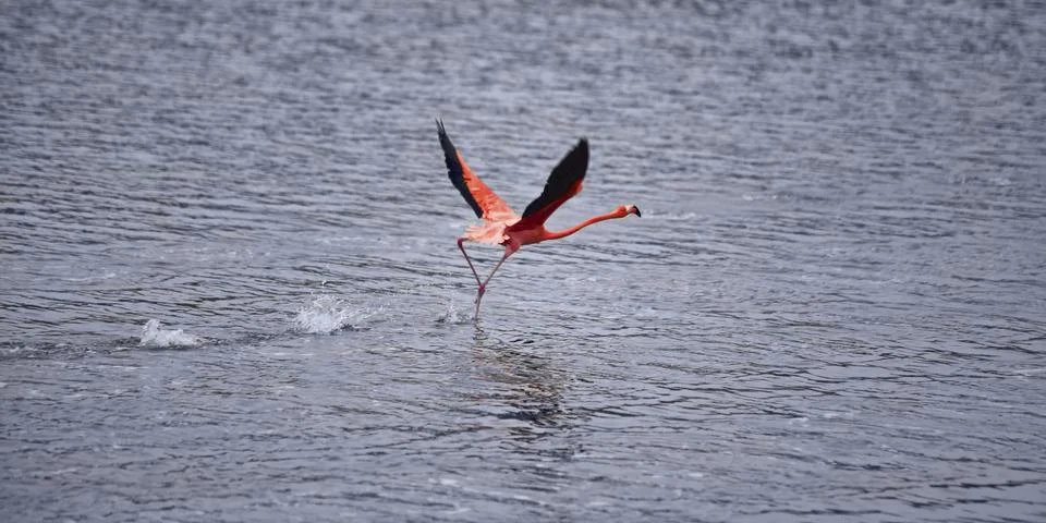 Flamingo Stock Photos
