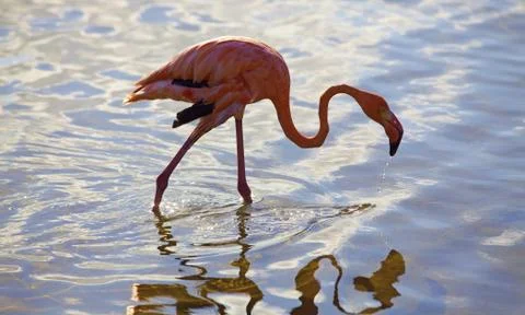 Flamingo Stock Photos