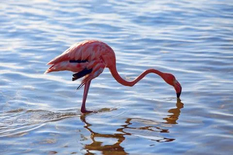 Flamingo Stock Photos
