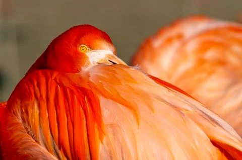 Flamingo Foto stock