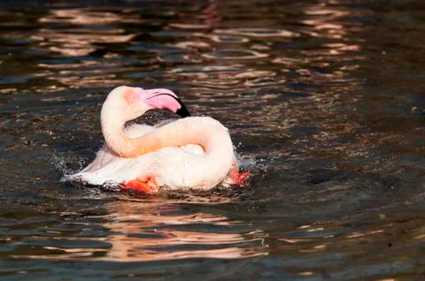 Flamingo Foto stock